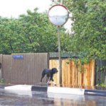 ����� ���� ������� �����